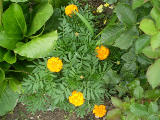 kadifica